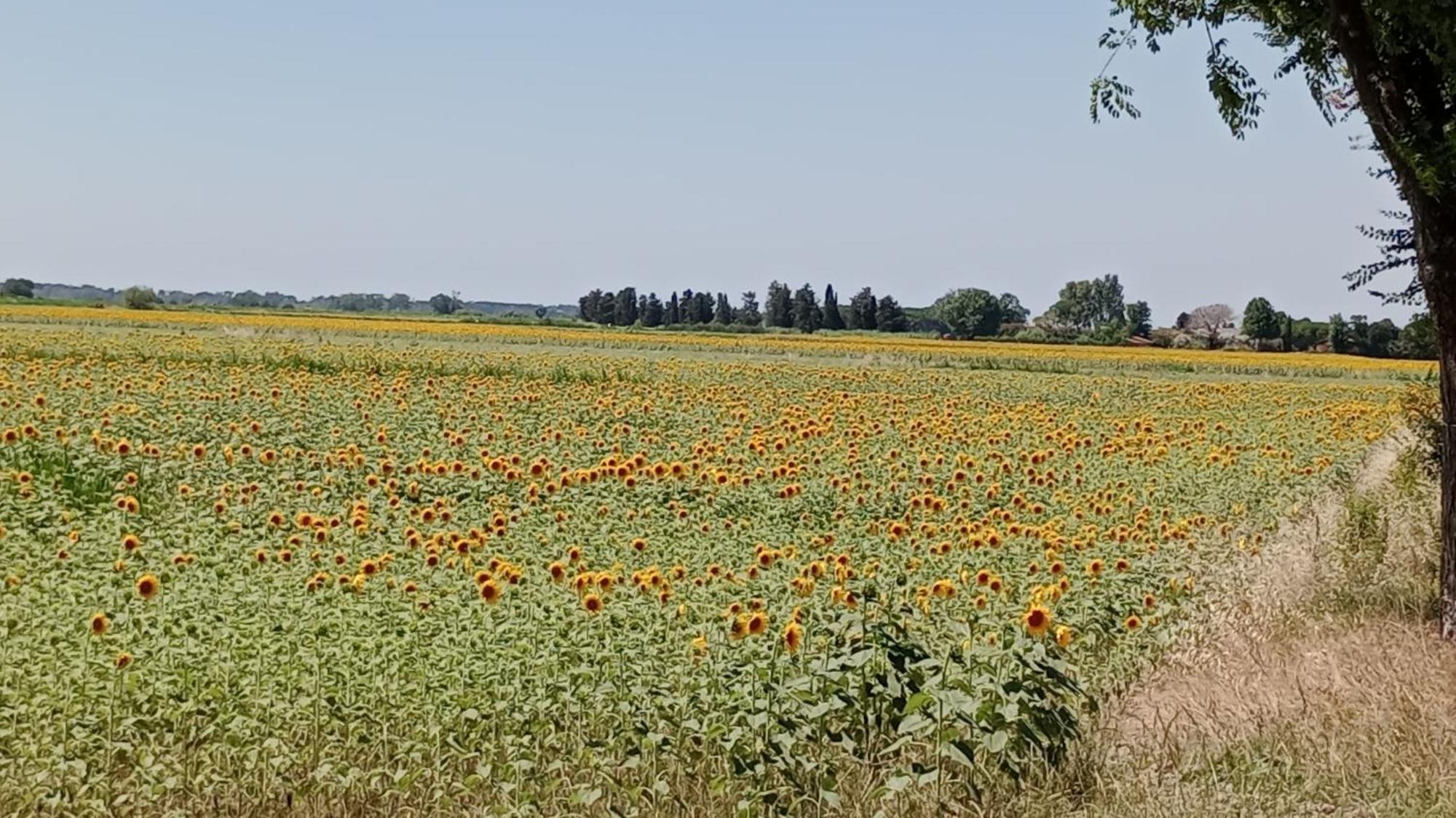 Toscana,lago Di * Massaciuccoli